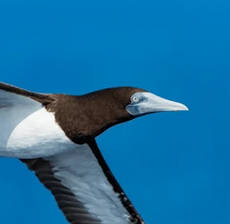 Seabird in flight